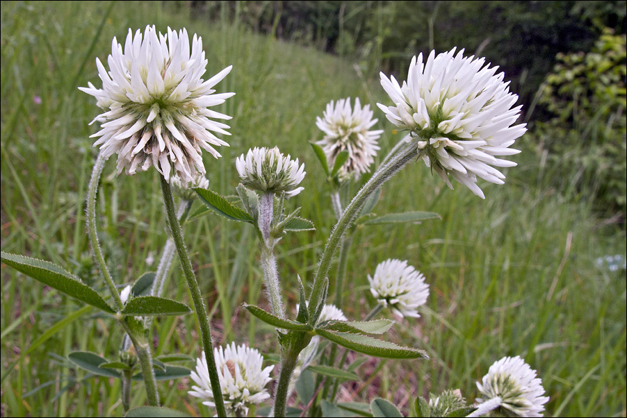 Imagem de Trifolium montanum L.