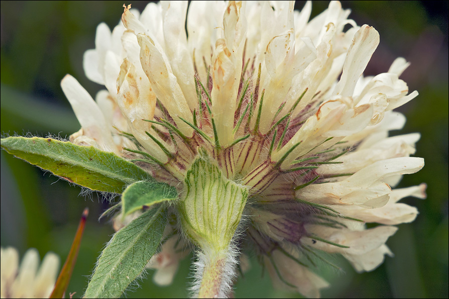 Trifolium noricum Wulfen resmi