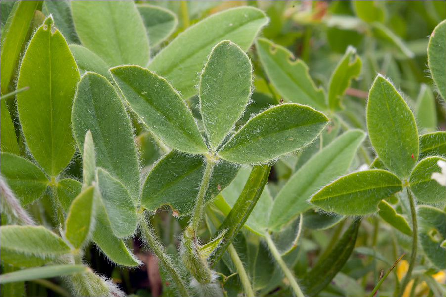 Trifolium noricum Wulfen resmi