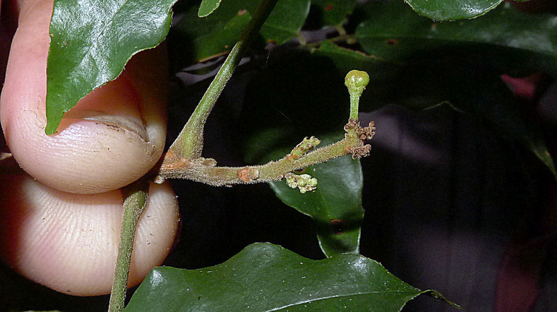 Image of Picramnia glazioviana Engl.