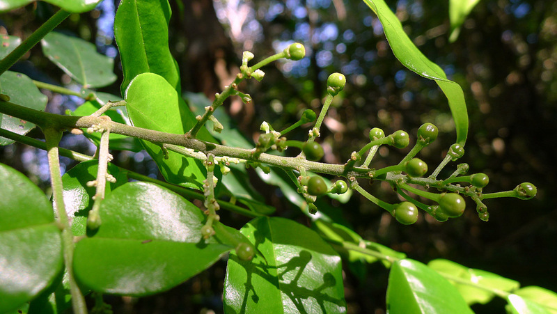 Imagem de Picramnia glazioviana Engl.