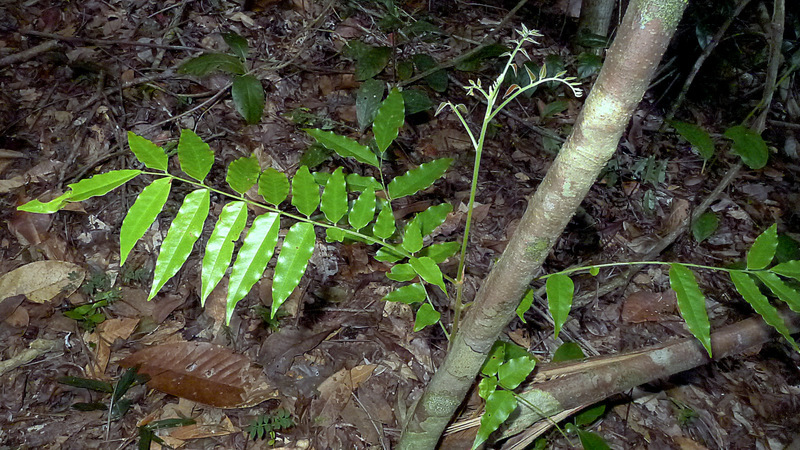 Imagem de Picramnia glazioviana Engl.