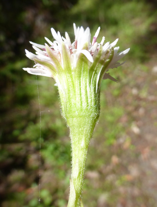 Image of arctic sweet coltsfoot