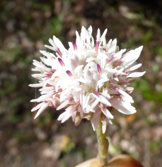 Plancia ëd Petasites frigidus var. palmatus (Ait.) Cronq.