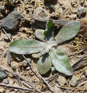 Image of European umbrella milkwort