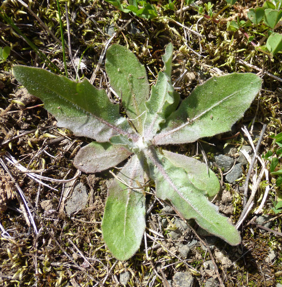 Image de Tolpis barbata (L.) Gaertn.