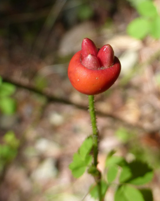 Слика од Rosa gymnocarpa Nutt. ex Torr. & Gray