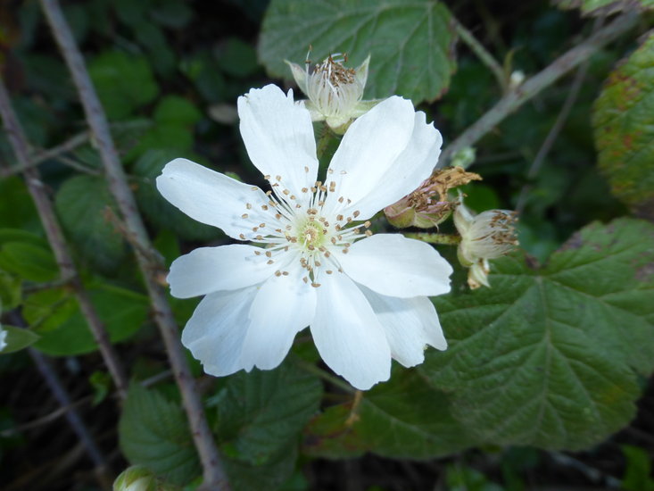 Слика од Rubus ursinus Cham. & Schltdl.