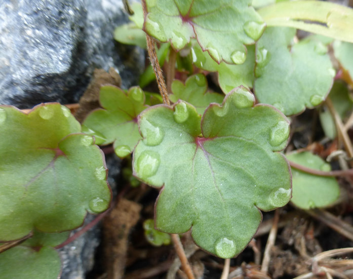 Image of Ivy-leaved Toadflax