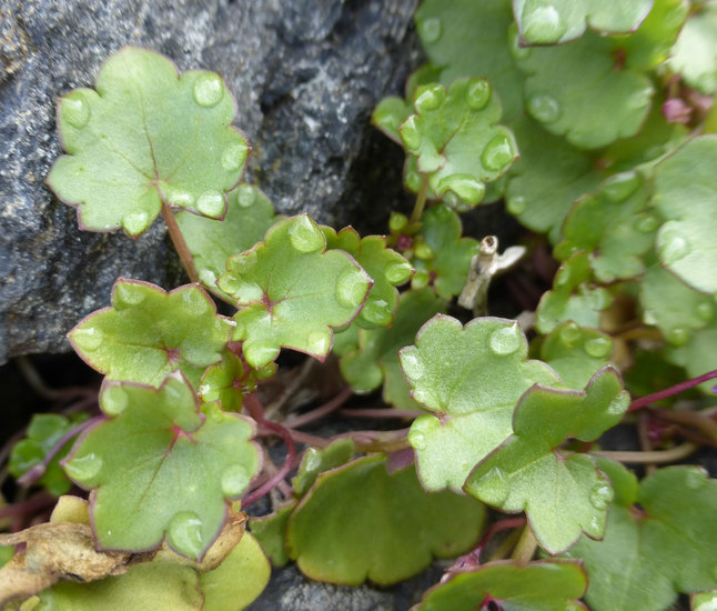 Image of Ivy-leaved Toadflax