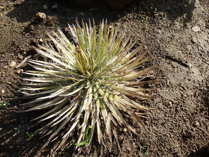 Image de Agave ocahui Gentry