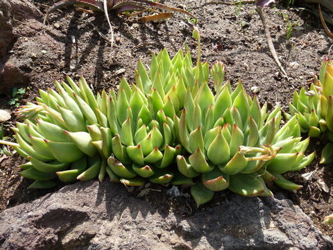 Image of Echeveria colorata Walther