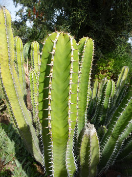 Imagem de Euphorbia avasmontana Dinter