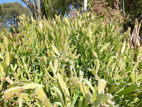 Image de Euphorbia xylophylloides Brongn. ex Lem.