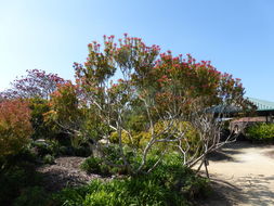 Image of Common Sunshine Conebush