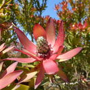 Image of Common Sunshine Conebush