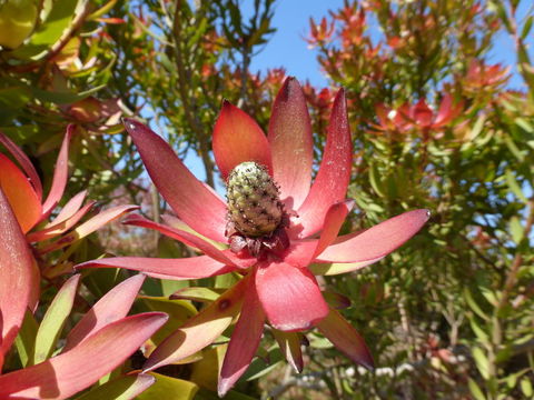 Image of Common Sunshine Conebush