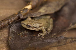 Image of Stauffer's Long-nosed Treefrog