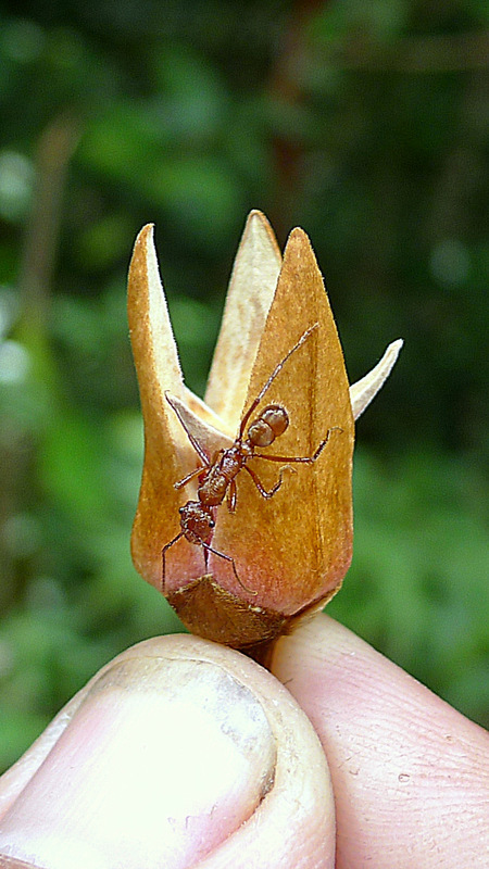 Image of Xylopia ochrantha Mart.