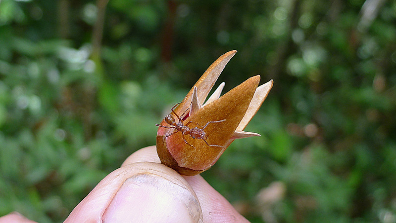 Image of Xylopia ochrantha Mart.