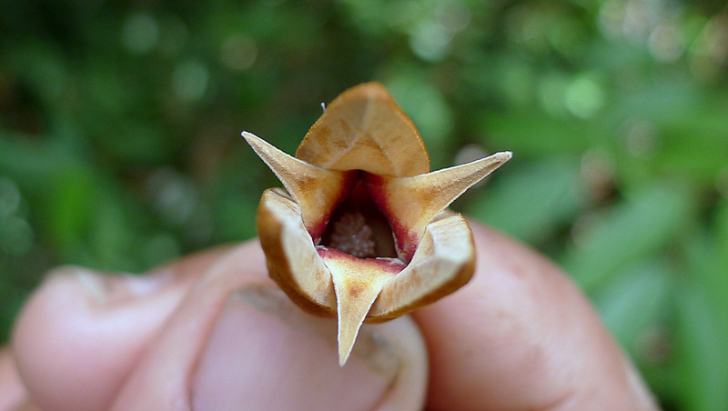 Image of Xylopia ochrantha Mart.