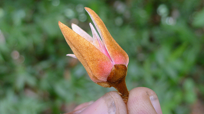 Image of Xylopia ochrantha Mart.