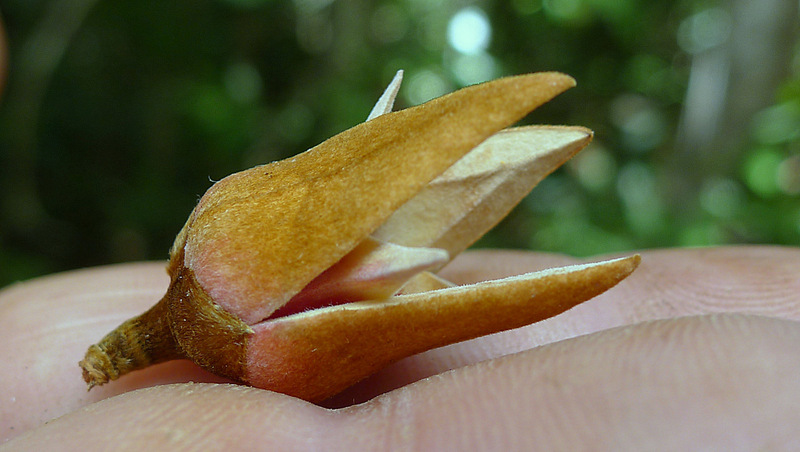 Image of Xylopia ochrantha Mart.