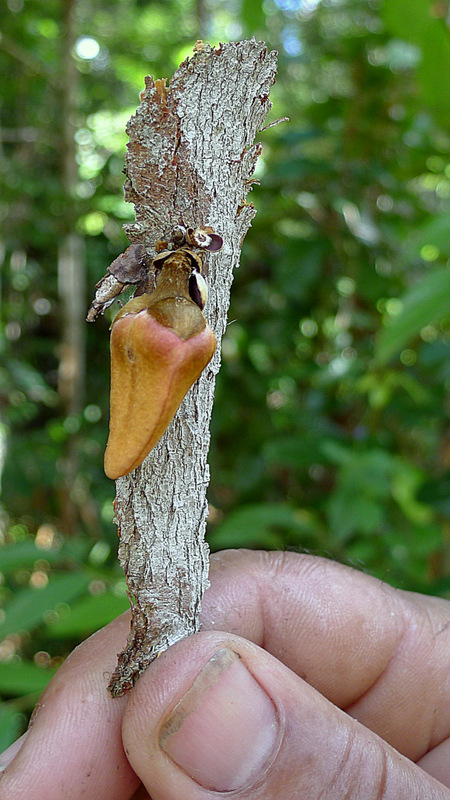 Image of Xylopia ochrantha Mart.