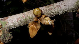 Image of Xylopia ochrantha Mart.