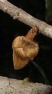 Image of Xylopia ochrantha Mart.