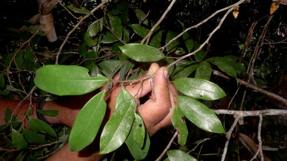 Image of Xylopia ochrantha Mart.