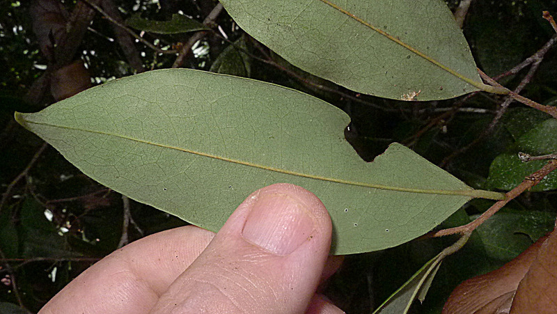 Image of Xylopia ochrantha Mart.