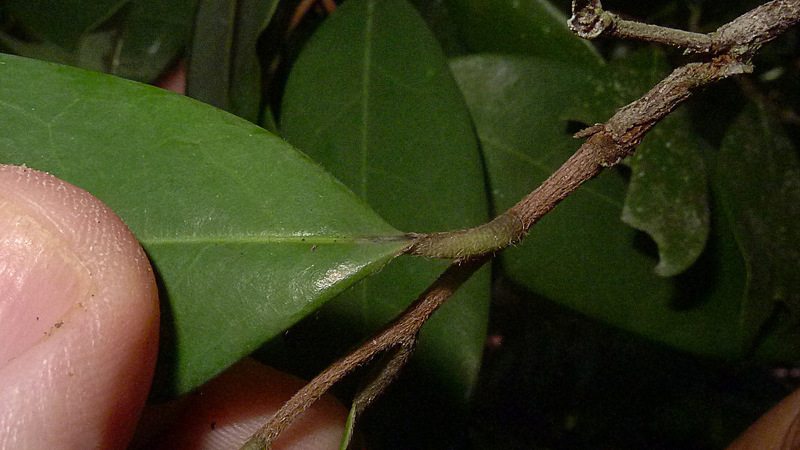 Image of Xylopia ochrantha Mart.