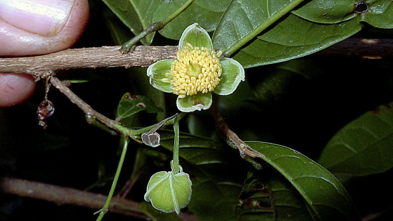 Image of Sloanea garckeana K. Schum.