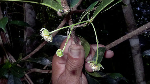 Image of Sloanea garckeana K. Schum.