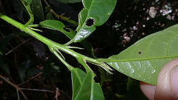 Image of Sloanea garckeana K. Schum.