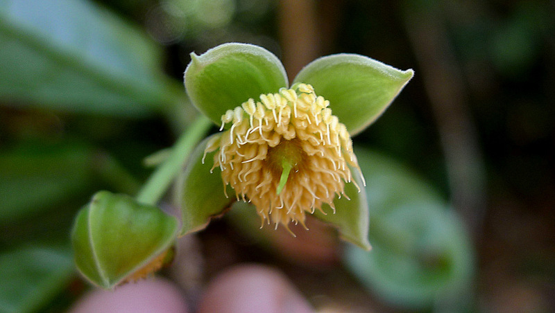 Image of Sloanea garckeana K. Schum.