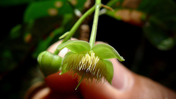 Image of Sloanea garckeana K. Schum.