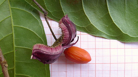 Image of Sloanea garckeana K. Schum.