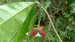 Image of Sloanea garckeana K. Schum.