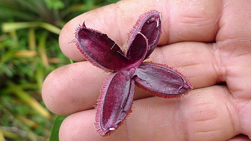 Image of Sloanea garckeana K. Schum.