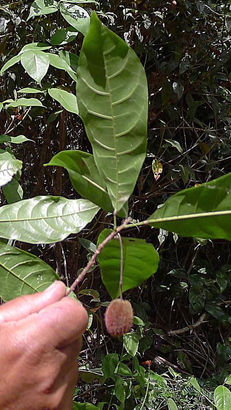 Слика од Sloanea garckeana K. Schum.