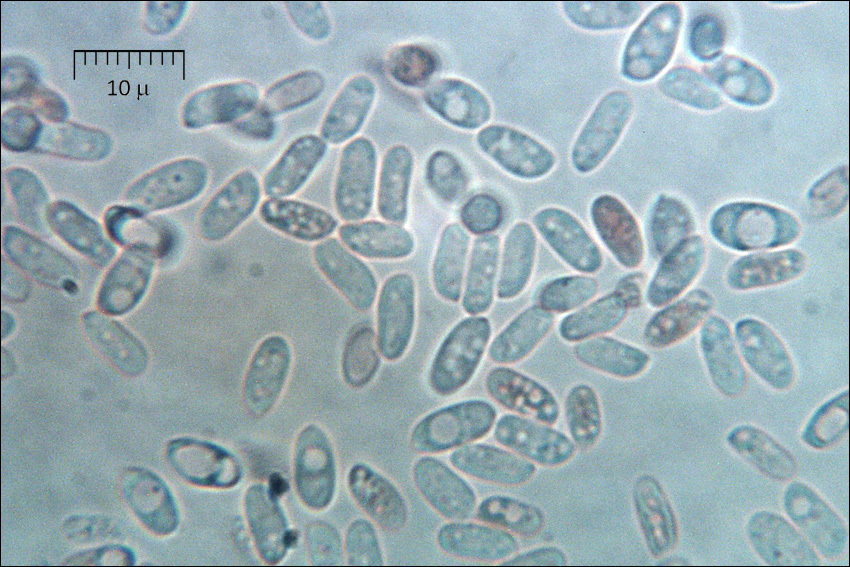 Image of Byssomerulius corium (Pers.) Parmasto 1967