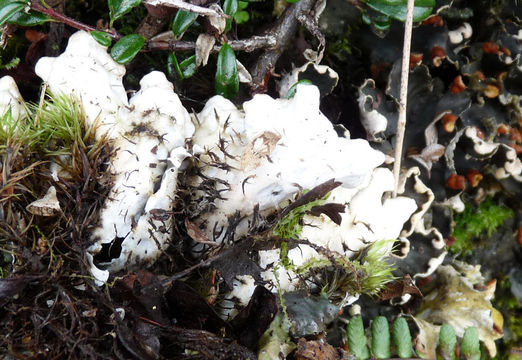 <i>Peltigera hymenina</i>的圖片