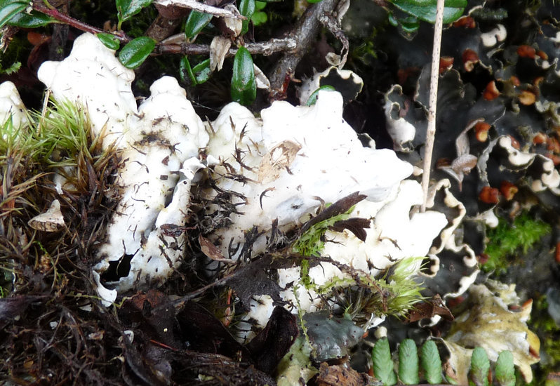 Image of <i>Peltigera hymenina</i>