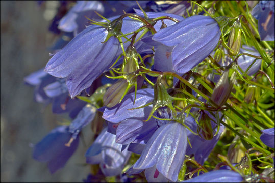 Image of Campanula cochleariifolia Lam.