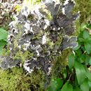 Image of felt lichen