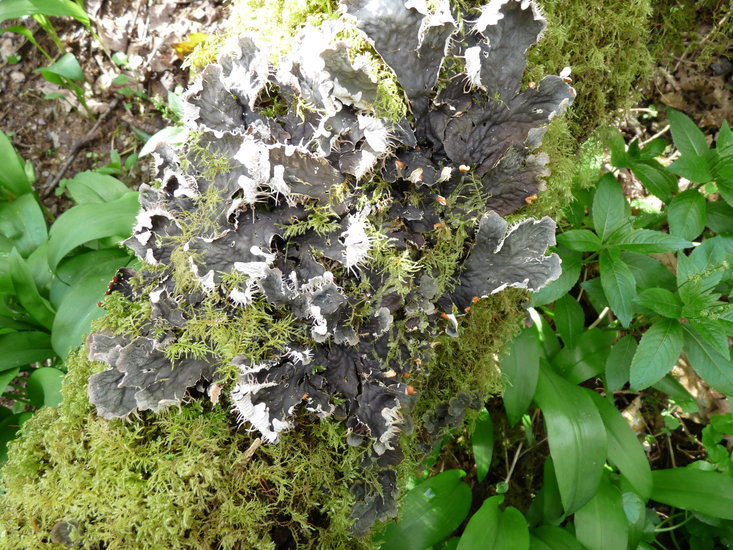 Image of membraneous felt lichen