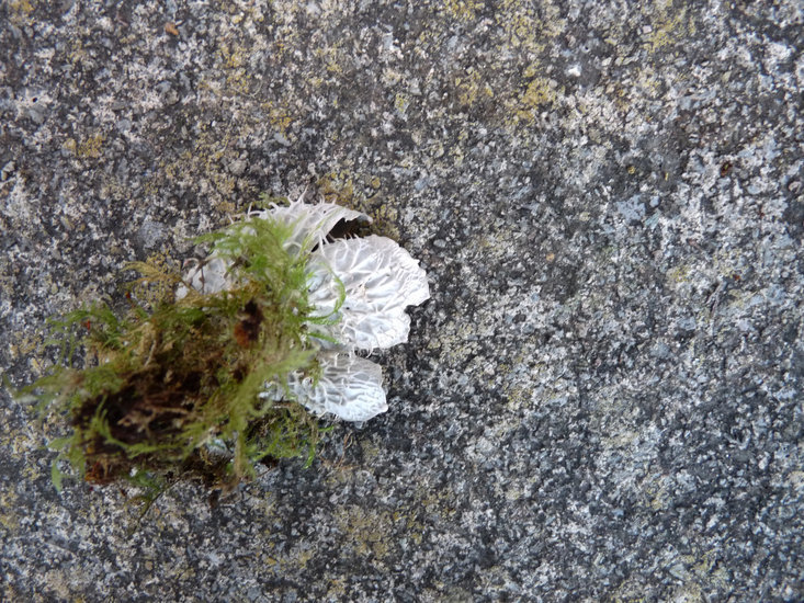 Image of membraneous felt lichen