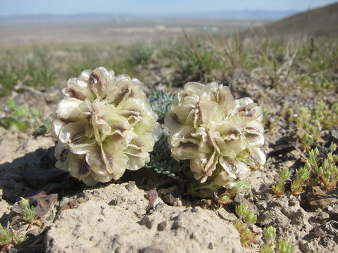 Image of <i>Cymopterus purpurascens</i>